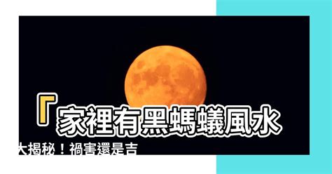 家裡有螞蟻 風水|【螞蟻 風水】一窩螞蟻進我家？螞蟻風水預示著你的財運升級！